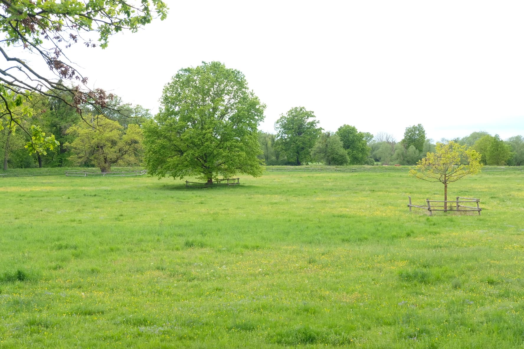 Luisium Horse Stables